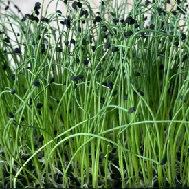 Микрозелень лука